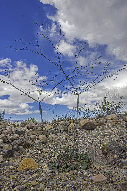 胀形Eriogonum inflatum，沙漠喇叭，是蓼科多年生植物，发现于加州死亡谷国家公园。蓼科。